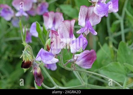 Marmorierter Lila, weiß und burgunderrot Lathyrus odoratus, Süßerbse „dreimal so süß“ in Blüte. Stockfoto