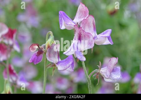 Marmorierter Lila, weiß und burgunderrot Lathyrus odoratus, Süßerbse „dreimal so süß“ in Blüte. Stockfoto