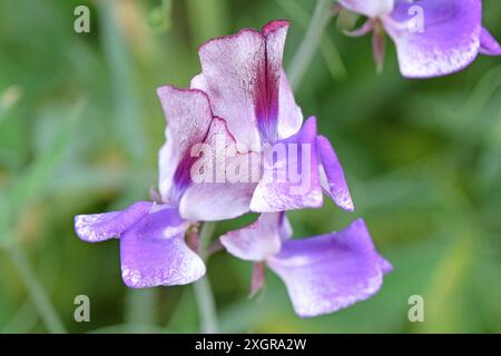 Marmorierter Lila, weiß und burgunderrot Lathyrus odoratus, Süßerbse „dreimal so süß“ in Blüte. Stockfoto