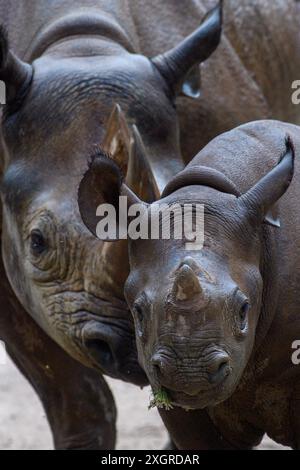 Magdeburg, Deutschland. Juli 2024. Die Schwarznashornkuh Malaika (l) und ihr Jungtier Malia stehen an einem heißen und feuchten Morgen nach einer Wasserdusche mit nasser und glänzender Haut in ihrem Gehege im Zoo Magdeburg nebeneinander. Das Wetter in Mitteldeutschland wird sich bald ändern. Aus dem Westen nähern sich Regenschauern und Gewittern, die Menschen und Tiere bis zum Abend abkühlen lassen. Danach wird das Wetter so eingestellt, dass es veränderbar bleibt. Quelle: Klaus-Dietmar Gabbert/dpa/Alamy Live News Stockfoto
