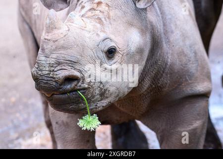 Magdeburg, Deutschland. Juli 2024. Das schwarze Nashorn-Jungtier Malia steht an einem heißen und feuchten Morgen in ihrem Gehege im Magdeburger Zoo mit einer Blume im Mund. Das Wetter in Mitteldeutschland wird sich bald ändern. Aus dem Westen nähern sich Regenschauern und Gewittern, die Menschen und Tiere bis zum Abend abkühlen werden. Danach sollte es veränderbar bleiben. Quelle: Klaus-Dietmar Gabbert/dpa/Alamy Live News Stockfoto
