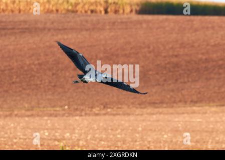 Graureiher im Flug (Ardea cinerea) Stockfoto