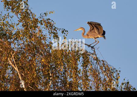 Graureiher, der auf einem Baum sitzt (Ardea cinerea) Stockfoto