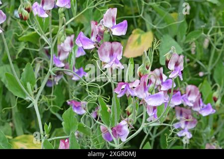 Marmorierter Lila, weiß und burgunderrot Lathyrus odoratus, Süßerbse „dreimal so süß“ in Blüte. Stockfoto