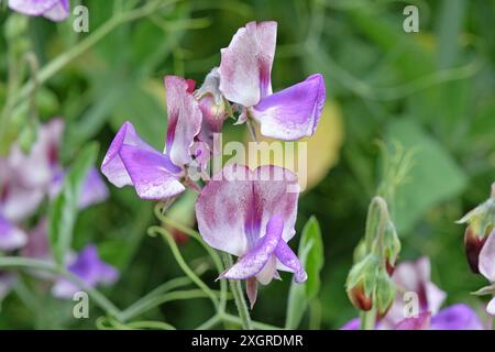 Marmorierter Lila, weiß und burgunderrot Lathyrus odoratus, Süßerbse „dreimal so süß“ in Blüte. Stockfoto