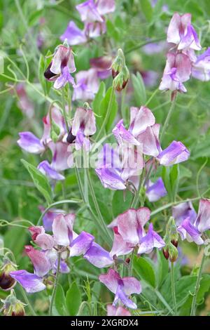 Marmorierter Lila, weiß und burgunderrot Lathyrus odoratus, Süßerbse „dreimal so süß“ in Blüte. Stockfoto