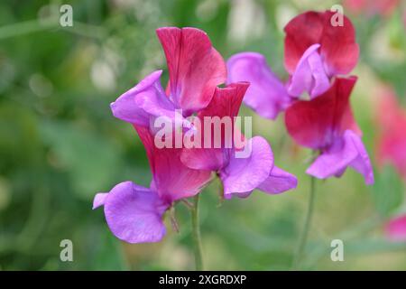 Rote und violette Lathyrus odoratus, Süßerbse „Cupani“ in Blüte. Stockfoto