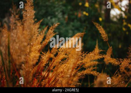 Feuchtes Pampasgras am regnerischen Herbsttag. Schöner Hintergrund für trockene Pflanzen. Grünland, wild wachsende Pflanzen und Gräser. Herbstsaison im botanischen Garten. Stockfoto