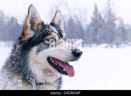 Flauschiger Husky-Hund bedeckt mit Schneeflocken in verschneite Winterlandschaft, Nahaufnahme Porträt, Polarkreis, Arktische Tundra, Finnisch Lappland, Hetta, Finnland Stockfoto