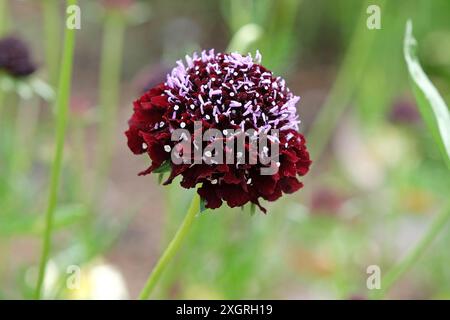 Dunkelburgunderrote Scabiosa atropurpurea, schmeichelhafte oder kissenförmige Blüte „Schwarzer Ritter“ in Blüte. Stockfoto