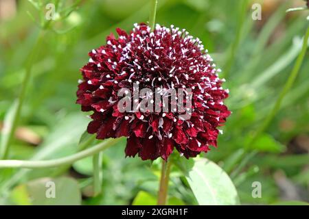 Dunkelburgunderrote Scabiosa atropurpurea, schmeichelhafte oder kissenförmige Blüte „Schwarzer Ritter“ in Blüte. Stockfoto