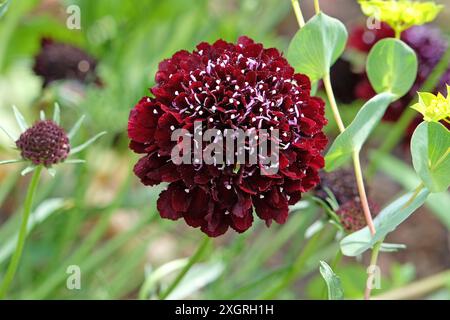 Dunkelburgunderrote Scabiosa atropurpurea, schmeichelhafte oder kissenförmige Blüte „Schwarzer Ritter“ in Blüte. Stockfoto