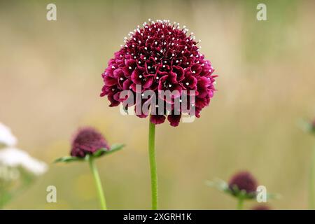 Dunkelburgunderrote Scabiosa atropurpurea, schmeichelhafte oder kissenförmige Blüte „Schwarzer Ritter“ in Blüte. Stockfoto