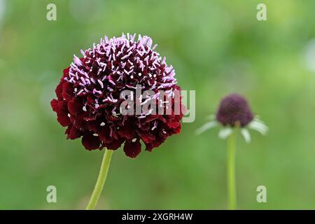 Dunkelburgunderrote Scabiosa atropurpurea, schmeichelhafte oder kissenförmige Blüte „Schwarzer Ritter“ in Blüte. Stockfoto