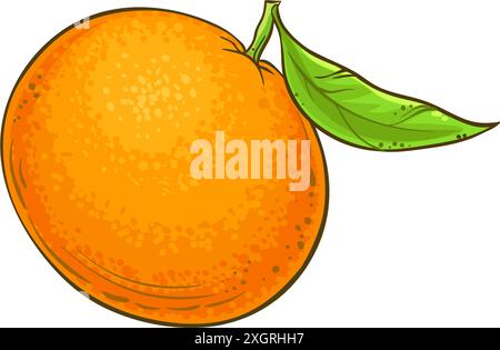 Detaillierte Darstellung Mit Mandarinenfrucht. Stock Vektor