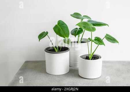 Drei junge Schweizer Käsepflanzen oder Monstera deliciosa auf einem grauen Tisch, Heimgärten und Verbindung mit der Natur Stockfoto