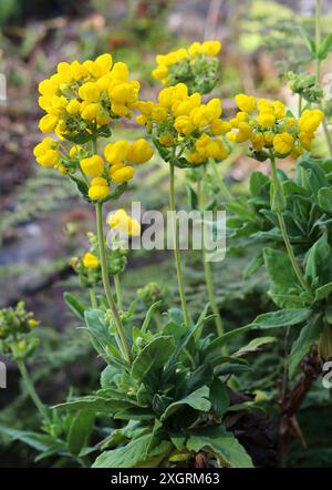 Bush Slipperkraut, Calceolaria integrifolia, Calceolariaceae. Argentinien und Chile, Südamerika. Stockfoto