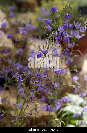 Conanthera bifolia, Techophilaeaceae. Chile, Südamerika. Sie ist von den Regionen Valparaíso bis Araucanía verbreitet. Stockfoto