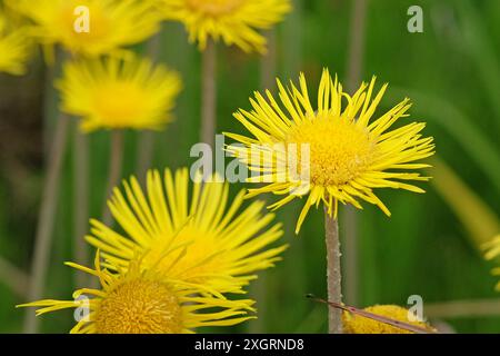 Gelbes Inula helenium, Elekampan, in Blüte. Stockfoto
