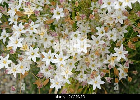 Weiße Triteleia, Grasnuss, „Silberkönigin“ in Blüte. Stockfoto