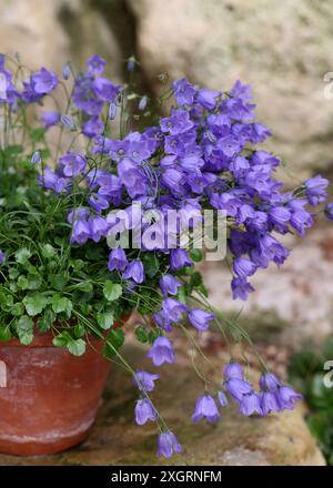 Ohrblatt-Bellblume oder Feenhülle, Campanula cochleariifolia, Campanulaceae. Pyrenäen bis Karpaten und N. Balkan Halbinsel, Europa. Stockfoto