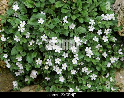 Korsische Geranium, korsikanische Stork's-Bill oder Heronsbill, Erodium corsicum 'Album', Geraniaceae. Syn. Geranium corsicum und Erodium malopoides. Korsika Stockfoto