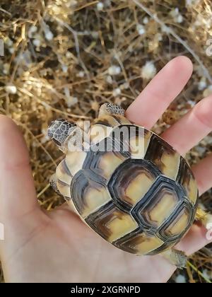 Baby Schildkröte ( Testudo ), Griechenland. Stockfoto