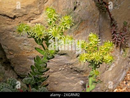 Hausleek oder Hühner und Hühner, Sempervivum ciliosum, Crassulaceae. Mazedonien, Europa. Stockfoto