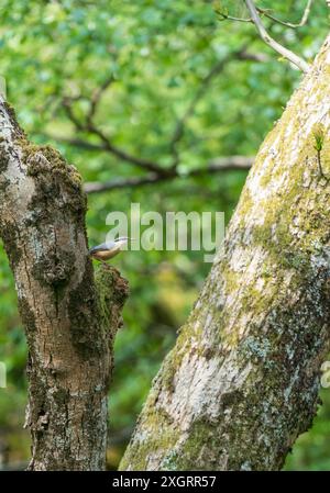 Erwachsene Nuthatch (Sitta europaea) auf einem Baumkrone Gilfach Nature Reserve, Rhayader Wales, Großbritannien. Mai 2024 Stockfoto