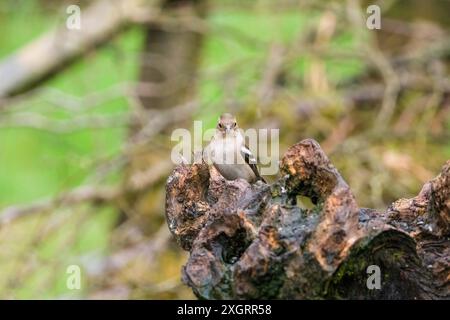 Erwachsene weibliche Chaffinch (Fringilla coelebs), die auf verfallendem Baumstumpf thront. Ringford Schottland Großbritannien April 2024 Stockfoto
