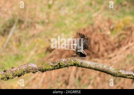 Erwachsenes weibliches Sparrowhawk (Accipiter nisus), das von der Niederlassung Ringford Scotland UK abgeflogen wird. April 2024 Stockfoto