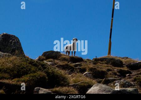 Hund in den bulgarischen Bergen Stockfoto