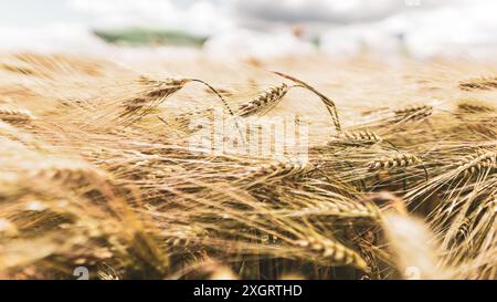 beautiful picture of agriculture wheat or barley or rye field in Slovakia. summer nature wallpaper. love nature. dry straw. growth. blue sky and Stockfoto