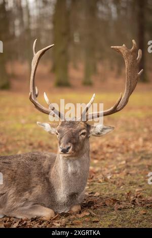 Porträt des pelzigen europäischen Damhirsches mit Geweih. Wiederkäuer liegt im Blatna Park. Wildtier in Tschechien. Stockfoto