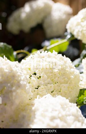 hortensie annabelle Stockfoto