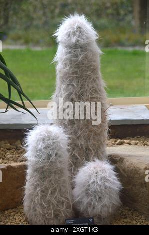 Oreocereus Trollii großer Kaktusanbau im Alpine House im RHS Garden Harlow Carr, Harrogate, Yorkshire, England, Vereinigtes Königreich. Stockfoto