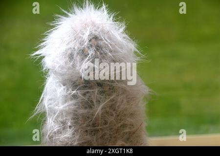 Oreocereus Trollii großer Kaktusanbau im Alpine House im RHS Garden Harlow Carr, Harrogate, Yorkshire, England, Vereinigtes Königreich. Stockfoto