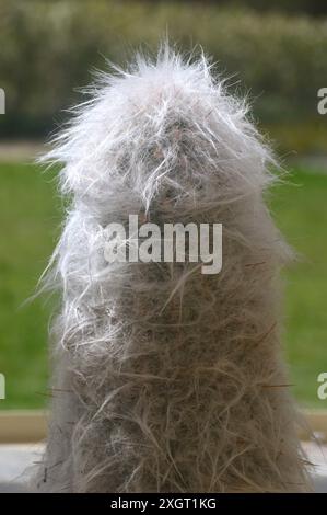 Oreocereus Trollii großer Kaktusanbau im Alpine House im RHS Garden Harlow Carr, Harrogate, Yorkshire, England, Vereinigtes Königreich. Stockfoto