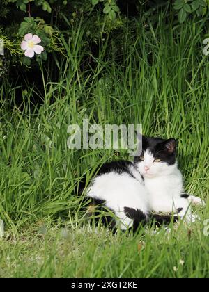 Eine schöne weiße und schwarze Katze, die im langen Gras des Gartens liegt Stockfoto