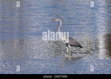 Grauer Reiher (Ardea cinerea) in Seitenansicht in blau-silbernem Wasser Stockfoto