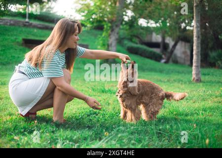 cocker Spaniel Hund, der Spaß hat und mit der jungen schönen Frau spielt Stockfoto