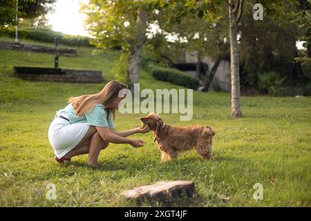 cocker Spaniel Hund, der Spaß hat und mit der jungen schönen Frau spielt Stockfoto