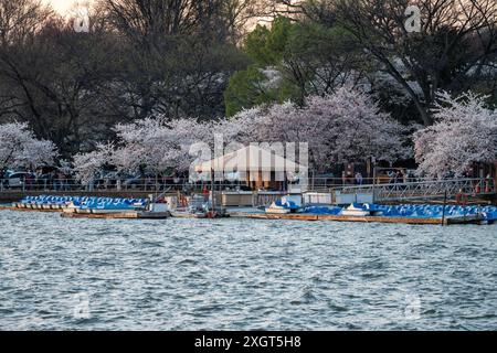 Washington, DC - 21. März 2024: Paddelbootboothaus am Gezeitenbecken während der Blüte der Kirschblüte Stockfoto