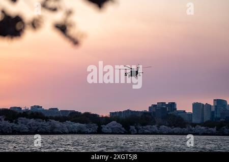 Washington, DC - 21. März 2024: Militärische schwarze Hubschrauber fliegen während der Blüte der Kirschblüte über das Gezeitenbecken Stockfoto