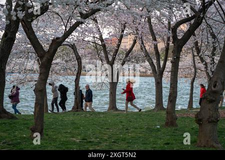 Washington, DC - 21. März 2024: Touristen erleben einen sehr windigen Tag im Gezeitenbecken während der Kirschblüte Stockfoto