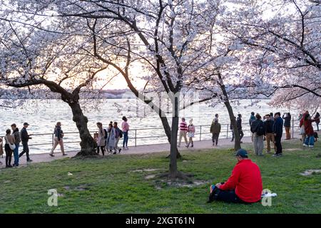 Washington, DC - 21. März 2024: Touristen genießen die wunderschönen Kirschblüten im Tidal Basin bei Sonnenuntergang Stockfoto