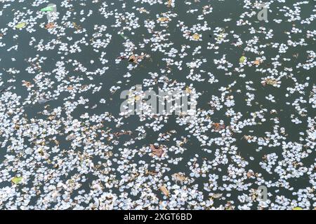 Kirschblüten, von den Bäumen gefallen und in das Wasser des Gezeitenbeckens, schwebend. Washington D.C. Stockfoto