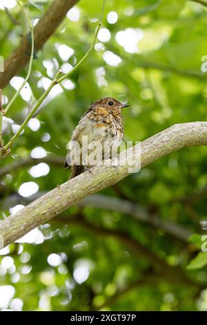Ein junger Europäischer rotkehlchen (Erithacus rubecula), der auf einem Baumzweig sitzt. Stockfoto