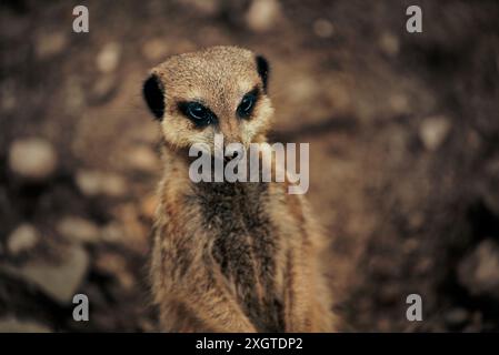 Erdmännchen aus nächster Nähe Stockfoto
