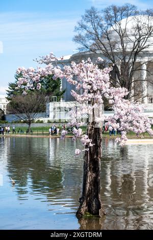 Stumpy, der geliebte Baum am Tidal Basin, in seiner letzten Blüte von 2024 mit Kirschblüten zum letzten Mal, bevor der Baum gefällt wird Stockfoto